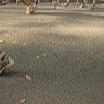 051105nymarathon144